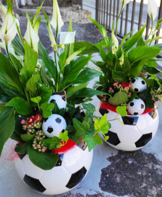 Planta en Floristería Magnolia Guardo