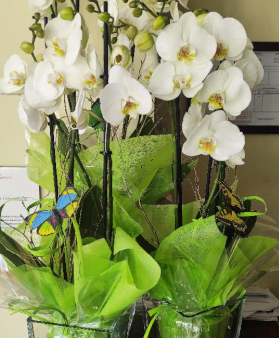 Orquideas Blancas en Floristería Magnolia Guardo