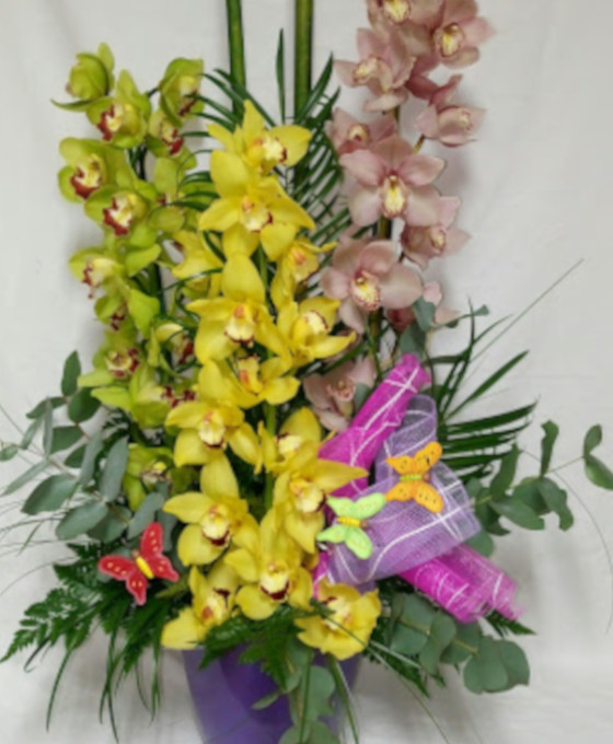 Orquideas de Colores