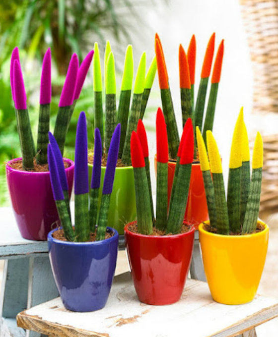 Sansevieria cylindrica en Floristería Magnolia Guardo