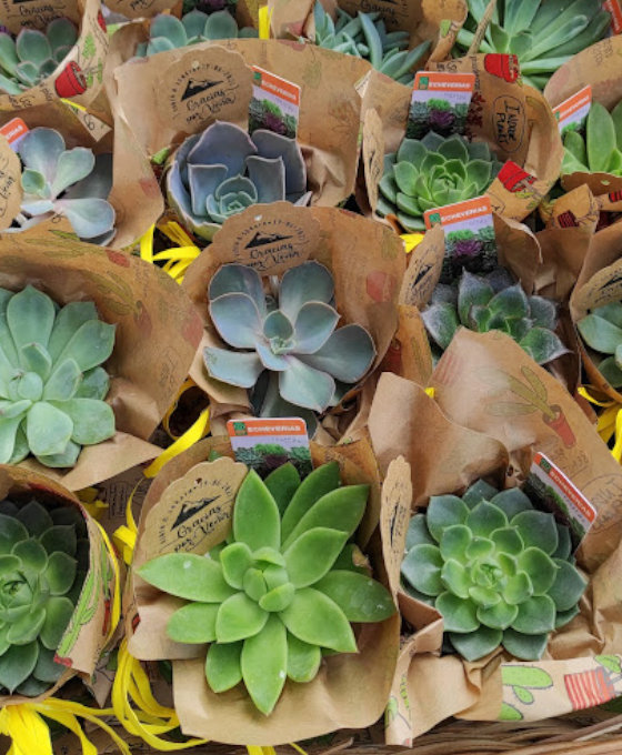 Suculentas Floristería Magnolia Guardo